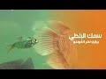 سمك البلطي الهزيل ذو رأس الاسد في براري نهر الكونغو كويست عربية Quest Arabiya سمك البلطي الهزيل ذو رأس الاسد في براري نهر الكونغو كويست عربية Quest Arabiya
