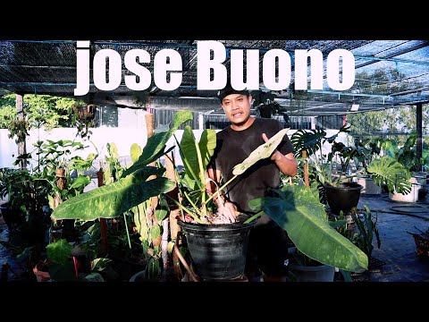 แนะนำ Philodendron Jose Buono or P.llsemanii สวนข้างบ้านฉัน ep 128