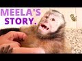 Monkey Bath Time &amp; MEELA&#39;S STORY!