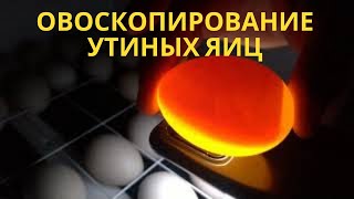 Овоскопирование яйца мускусной утки- индоутки