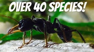 100 SUBSCRIBERS SPECIAL- ant room tour part 1