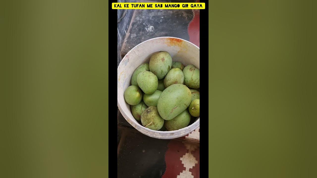 kal ke tufan mae sab mango gir gaya , shorts YouTube