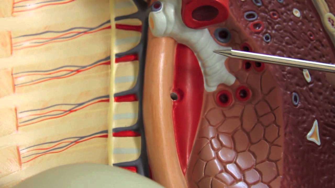 jouf anatomy - digestive system - esophagus HD - YouTube