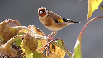 Beautiful Relaxing Music - Piano, Flute, Violin, & Cello Music "September Song Birds" by Tim Janis