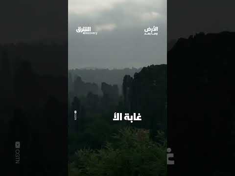 غابة من الحجارة