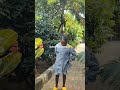 Mwanaume Unatumikishwa Na Mwanamke Comedy Alikiba Wasafifm Shorts Ayotv Duet Simbasc 