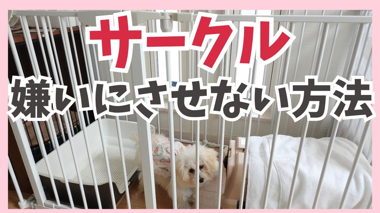 【子犬 ケージ おすすめ】子犬を迎える前に！安心できるお部屋づくり＆サークルの選び方（CITYDOGレビュー）