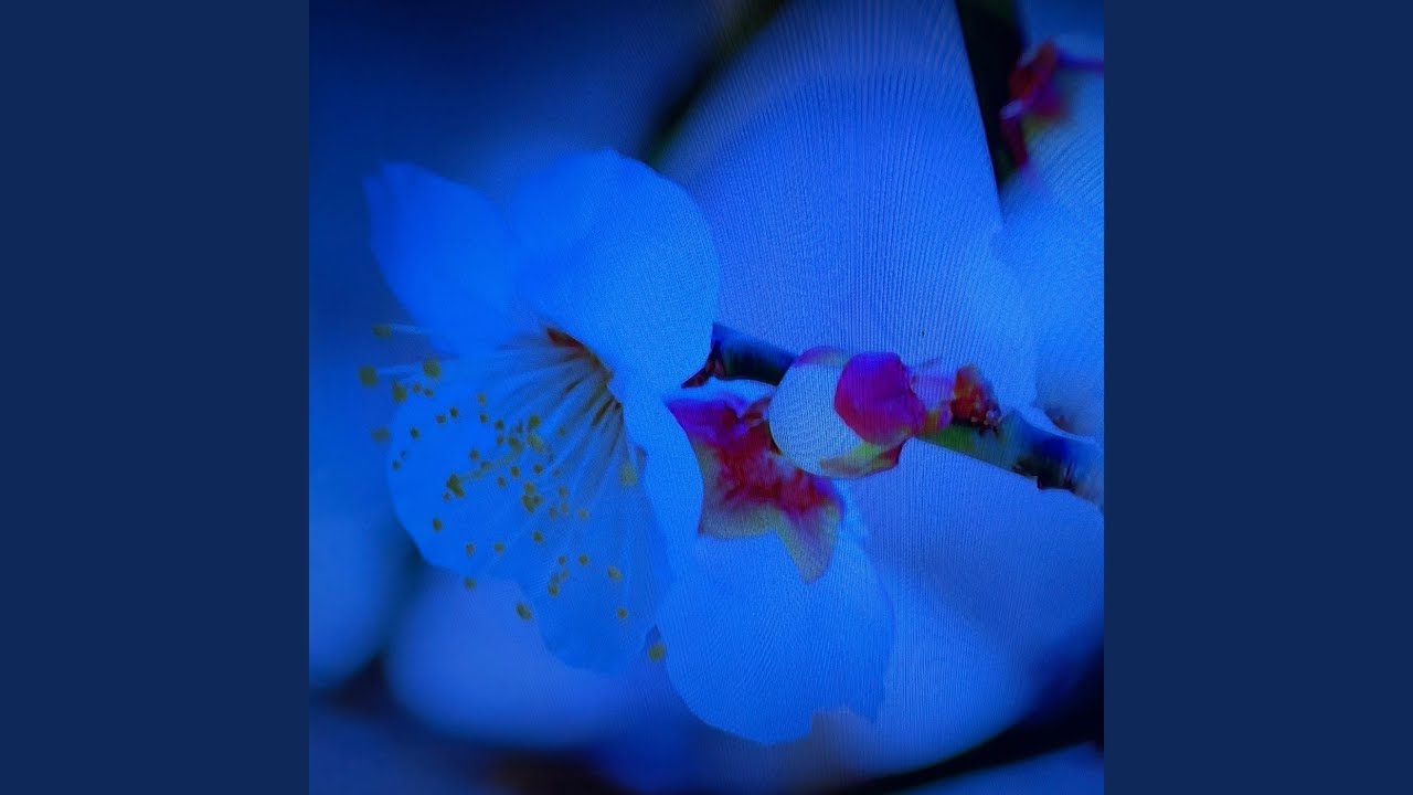 Watch Plum Tree on YouTube