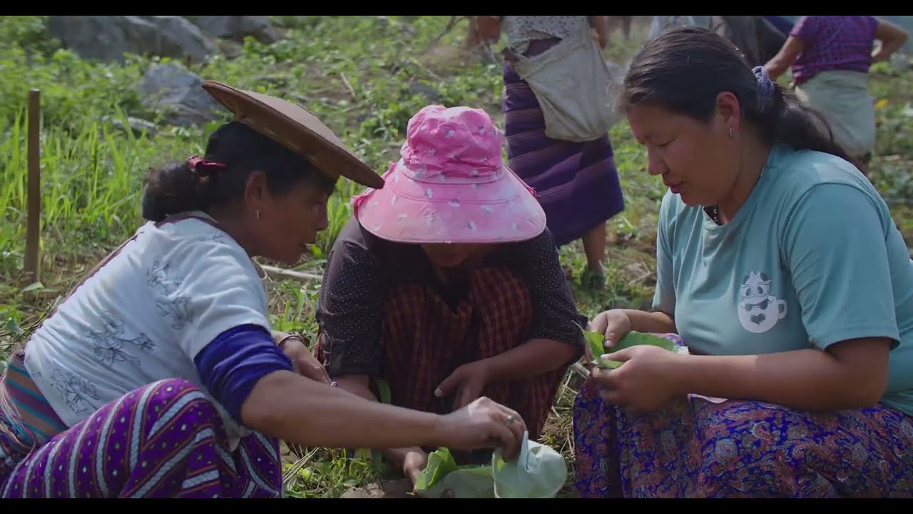 The Return of Cotton