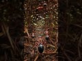 What Happens Inside a Real Ant Colony Is Insane…🐜 #shorts  #wildlife #nature
