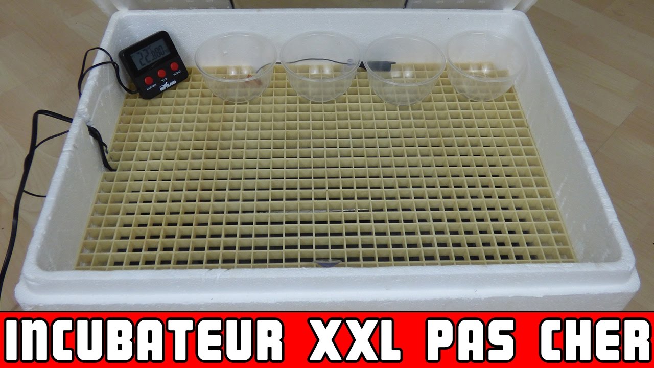 INCUBATEUR PAS CHER FAIT MAISON - EUBLEPHARIS