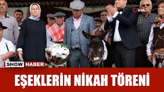 Antalya’da eşekleri evlendirdiler