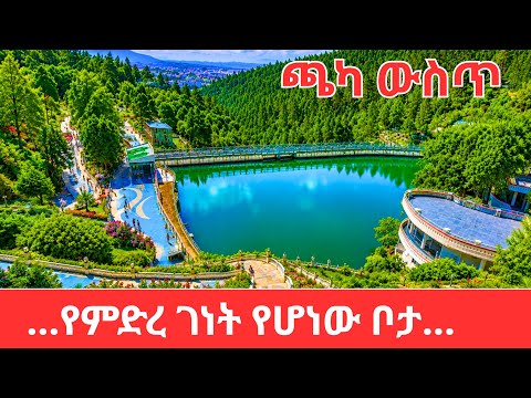 Addis Ababa's Best Kept Secret: A Day at Entoto Park