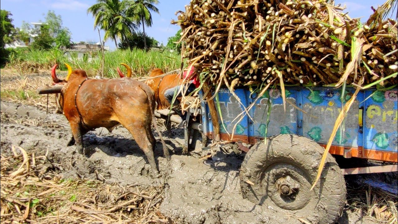 Bullock Cart stuck in mud ride | ox Bull cart | cow videos