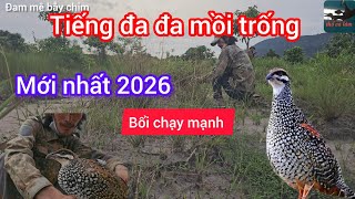 Tiếng đa đa mồi Campuchia mới nhất 2026- file trống đánh bổi đầu mùa chạy mạnh 