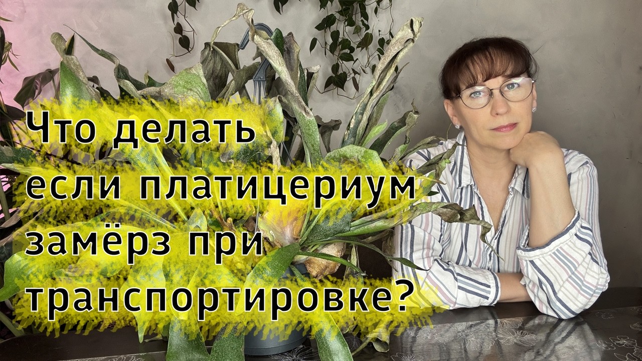 Что стало с платицериумом после транспортировки в -20?