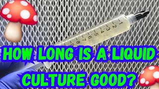 How Long Is a Liquid Culture Good? 🍄🧪 #mushroom #farmer #farming #mushrooms #mycology #fungi