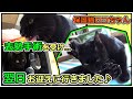 去勢手術の翌日、お迎えに行きました！【保護猫ロコの日常】I went to pick up the kitten the day after the castration surgery !