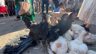 3 Август Турткул Товук Бозор Нархлари