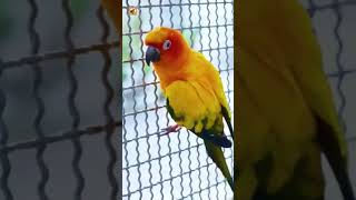 Bonded sunconures showing perfect pair behavior #birds #sunconure
