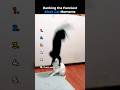 Ranking the Funniest Black Cat Moments