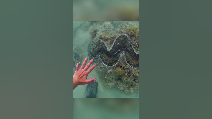 La perla más grande del mundo.