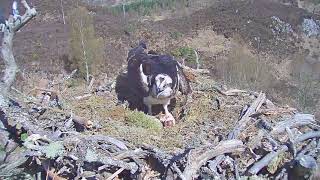 Yet another intruder Osprey!