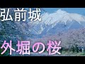 【弘前城】弘前公園 外堀の桜【青森県弘前市】4K60P