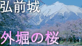 【弘前城】弘前公園 外堀の桜【青森県弘前市】4K60P