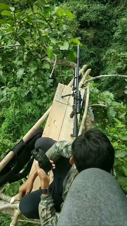 Nyanggong di atas pohon memanggil babi hutan