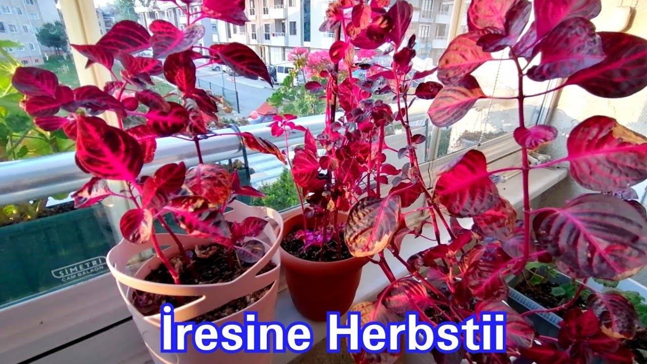 İresine Herbstii. İresine Çiçeğinin Bakımı ve Çoğaltılması?