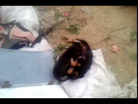 Video: Tumori Orale La Câini - Tumori Orale La Pisici