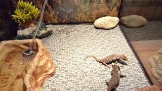 Savannah monitor babies eating anoles