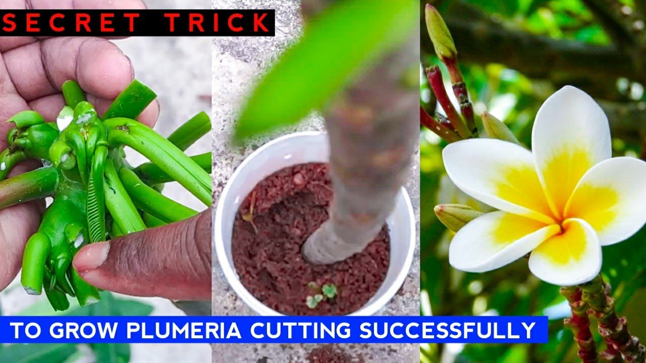 24 Karat Plumeria Cutting