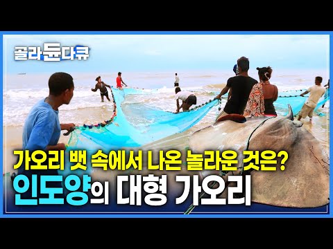 꼬리 길이만 사람보다 큰 100kg의 거대 가오리 | 상어잡으려던 그물에 걸린 가오리 | 마다가스카르 어부의 가오리 요리 | 세계테마기행 | #골라듄다큐