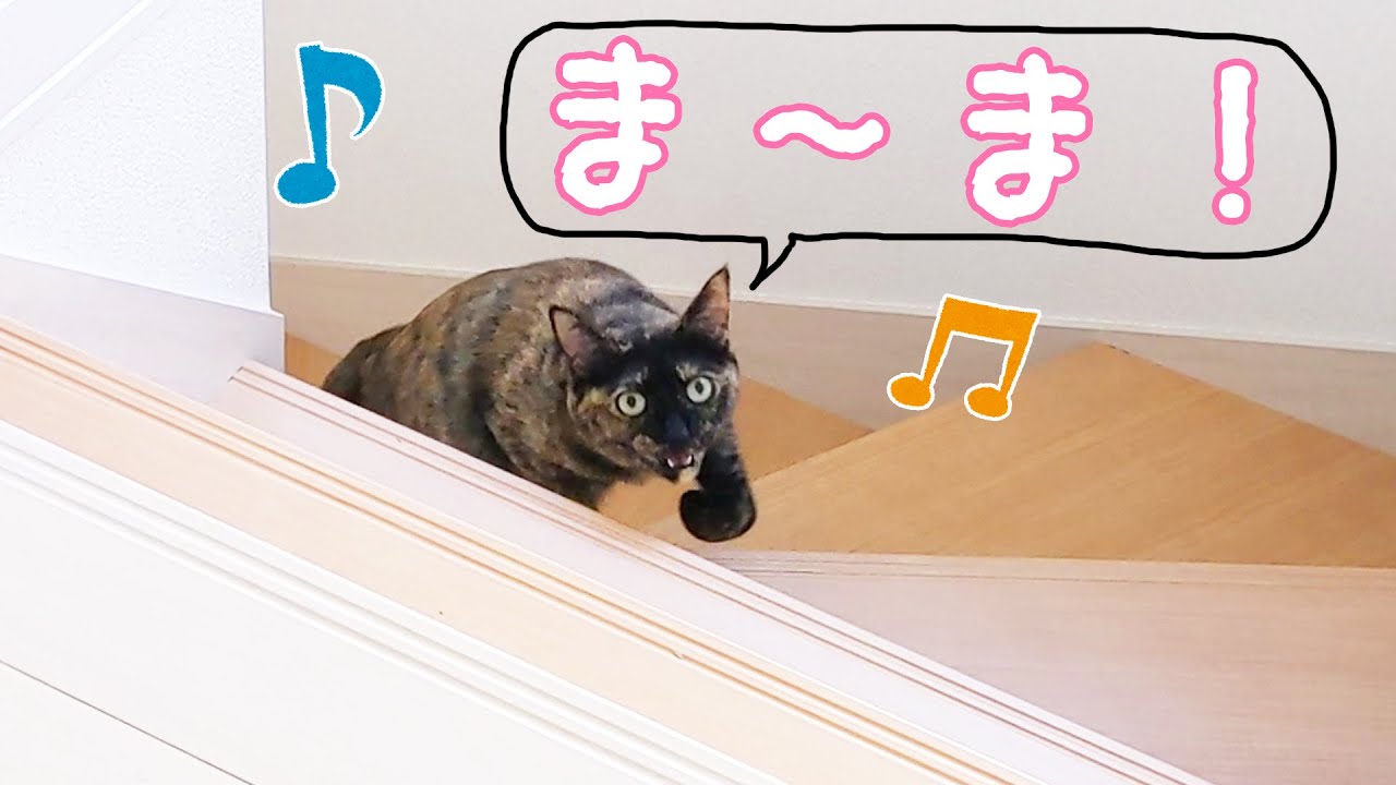 ママさんを呼びながら階段をのぼる猫 でも甘えたいのは パパさんだけ ねこのきもちweb Magazine