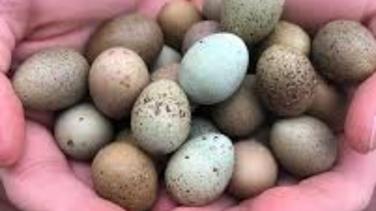 Hatching eggs. Яйценоскocти.