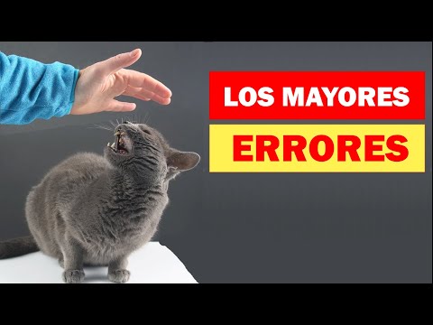 Video: 6 errores de limpieza de perros y gatos que podrías estar cometiendo