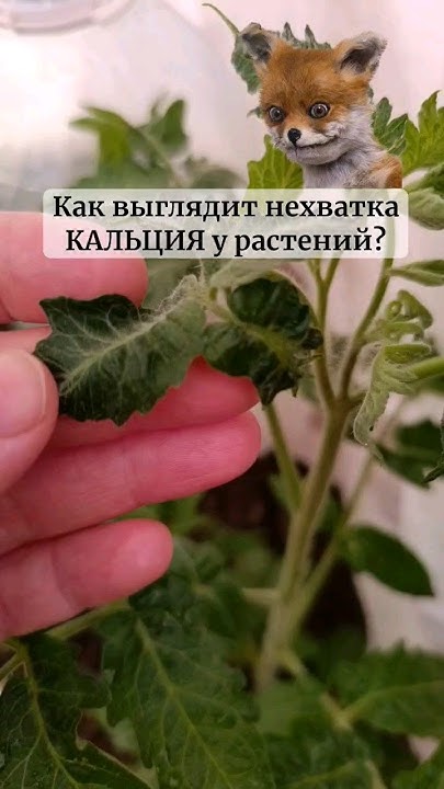 как выглядит НЕХВАТКА КАЛЬЦИЯ у растений и что делать?☝️ - YouTube