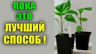 видео: СЕЮ БАКЛАЖАНЫ В МАРТЕ ТОЛЬКО ЭТИМ СПОСОБОМ! картинка: СЕЮ БАКЛАЖАНЫ В МАРТЕ ТОЛЬКО ЭТИМ СПОСОБОМ!