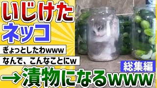 【2ch動物スレ】ネッコ、いじけて漬物になるｗｗｗｗほか【総集編】