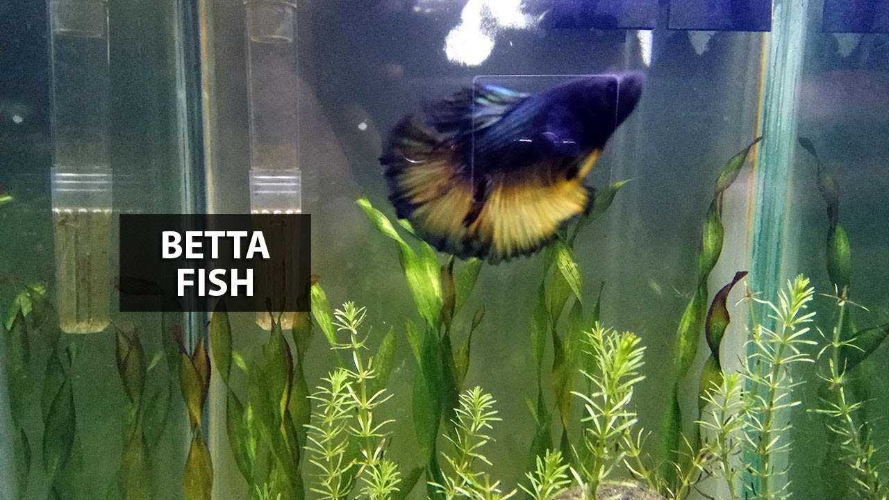 river rocks for betta