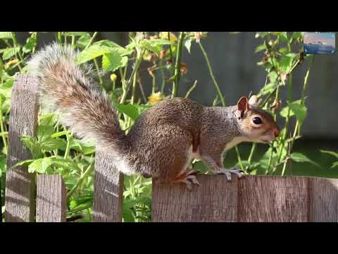 #Squirrel#écureuil#eekhoring#ketri#Eichhörnchen#سنجاب#սկյուռ#松鼠#松鼠#청설모#ardilla#ციყვი#σκίουρος