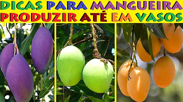 Como adubar a Mangueira?