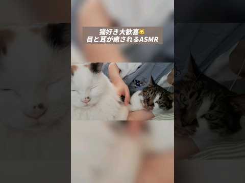 【ASMR】かわいい連呼の囁き雑談🐱 Whispering and chatting while touching a cat  #asmr