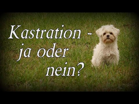 Hund Kastrieren Ja Oder Nein