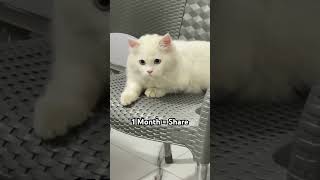 How long would you?👀❤️ #catshorts #funnycat  #catvideos #cutecat #viralshorts #kitten #cat