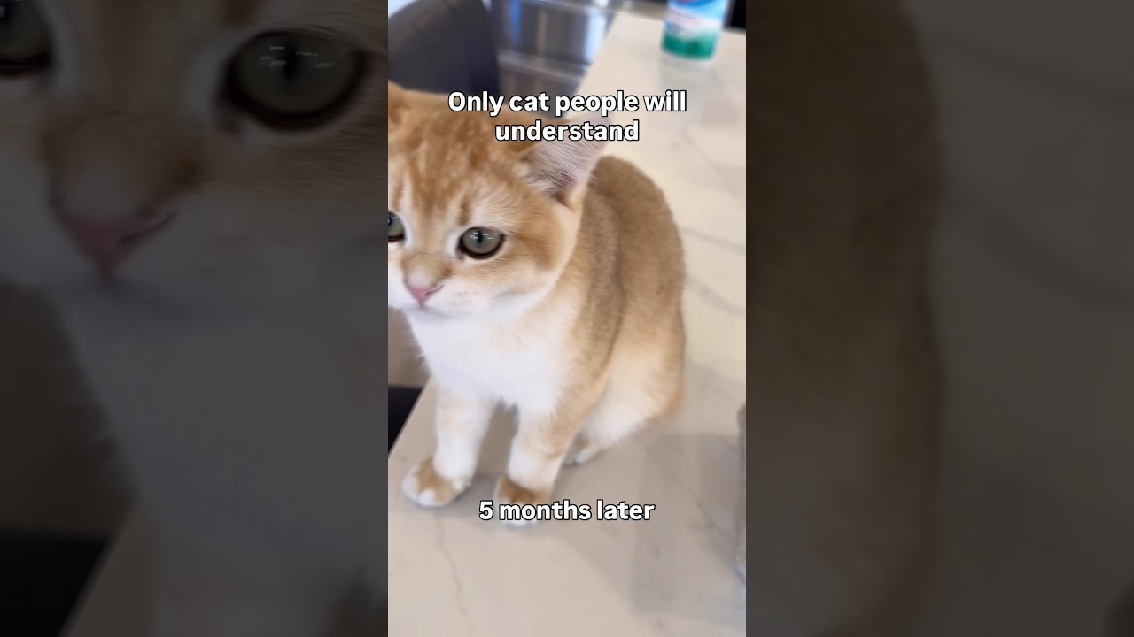 It took 5 months for this vid to be perfected