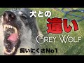 犬とオオカミの違いを少しだけ解説【ブーリとユミル】