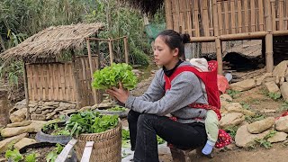 Harvesting Vegetables on the Farm to Sell & Raising More Wild Chickens | Ly Tieu Ca